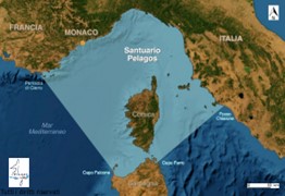 Accordo Pelagos sulla tutela dei cetacei: da Italia, Francia e Principato di Monaco ok a 8 risoluzioni