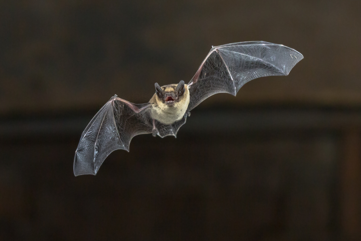 Biodiversità: le iniziative italiane per la notte internazionale dei pipistrelli 